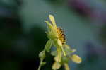 Hairy leafcup